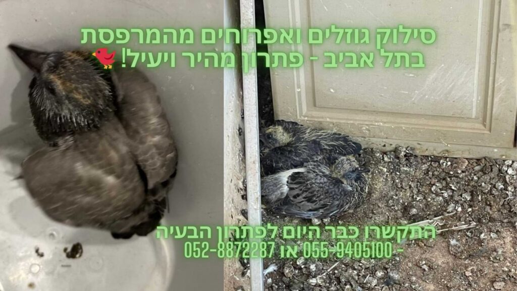 מתקין רשתות נגד יונים בתל אביב